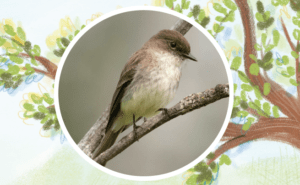 Photo d'une moucherolle phébi