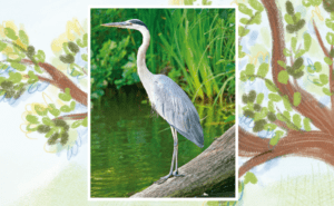 Photo d'un grand héron