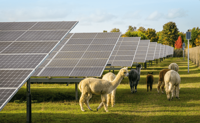 Photo d'alpagas dans un parc de panneaux solaires