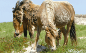 Au royaume des chevaux sauvages