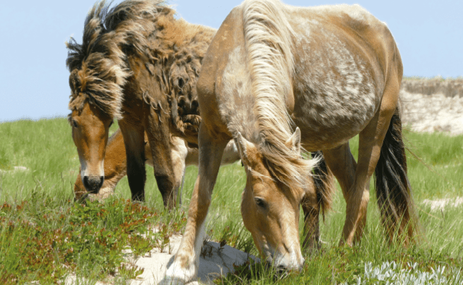 Au royaume des chevaux sauvages