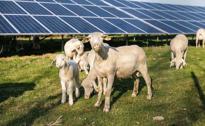 moutons devant des panneaux solaires