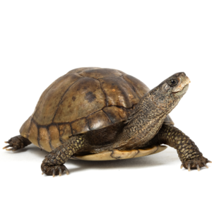 Pourquoi les tortues sont-elles lentes?