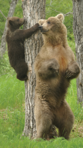 Le grizzly, un ours actif !