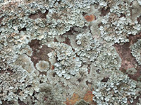 Connais-tu les lichens et les mousses?