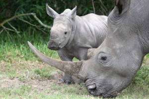 Un nouveau bébé rhino au Zoo de Dubbo !