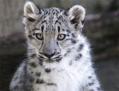 Le léopard des neiges